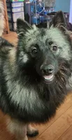 Atticus, a male Keeshond for sale in Oklahoma City, OK – 1 of 7