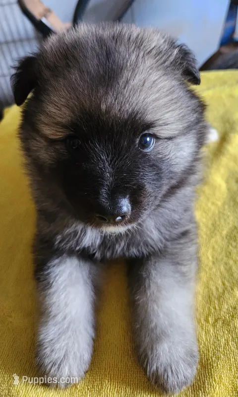 Chesson – Keeshond puppy for sale in Newalla, OK
