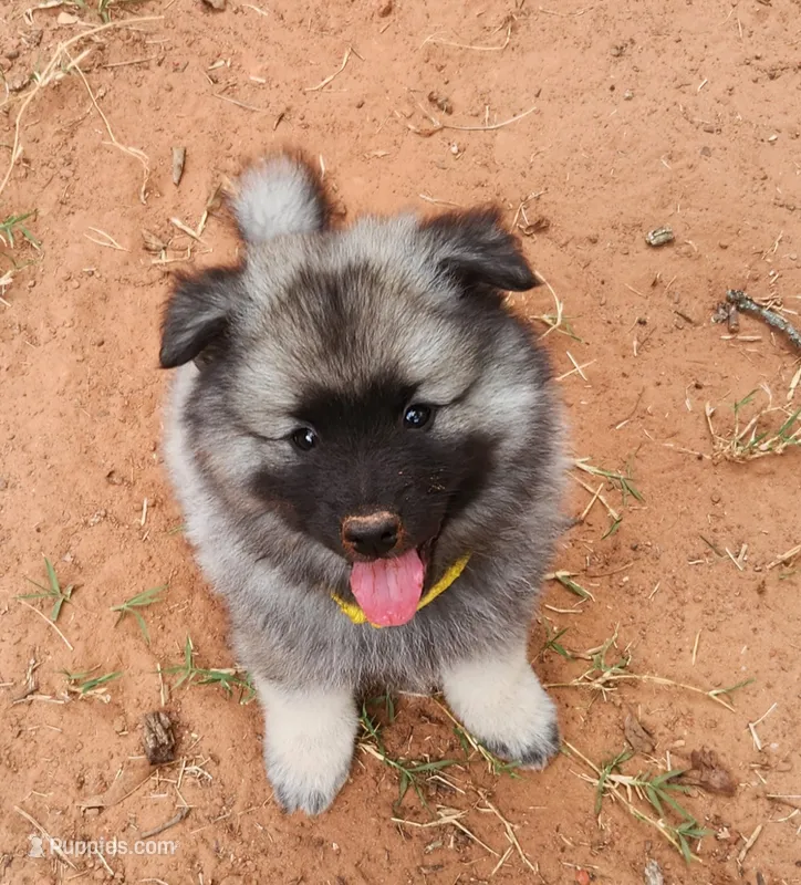 Chesson – Keeshond puppy for sale in Newalla, OK