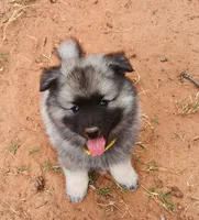 Chesson, a male Keeshond for sale in Newalla, OK – 2 of 4
