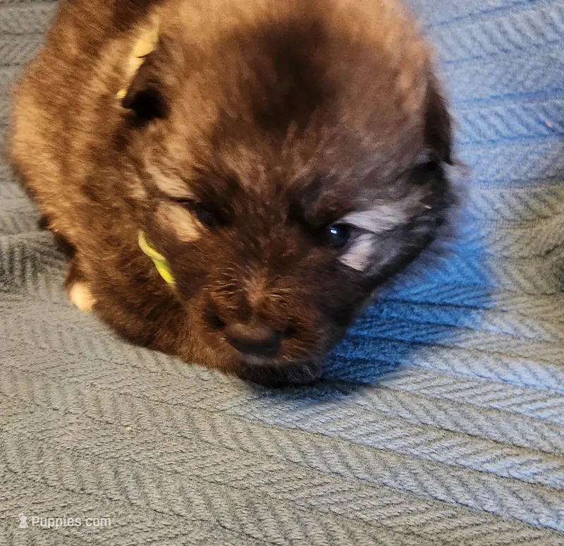 Matilda – Keeshond puppy for sale in Newalla, OK