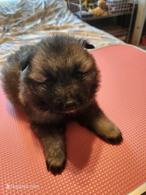 Dawson – Keeshond puppy for sale in Newalla, OK