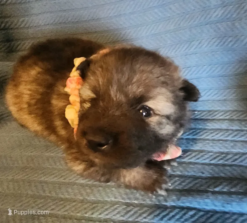 Noor – Keeshond puppy for sale in Newalla, OK
