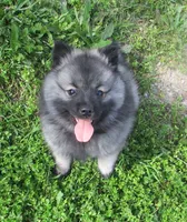 AKC Liam, a male Keeshond for sale in Oklahoma City, OK – 5 of 8