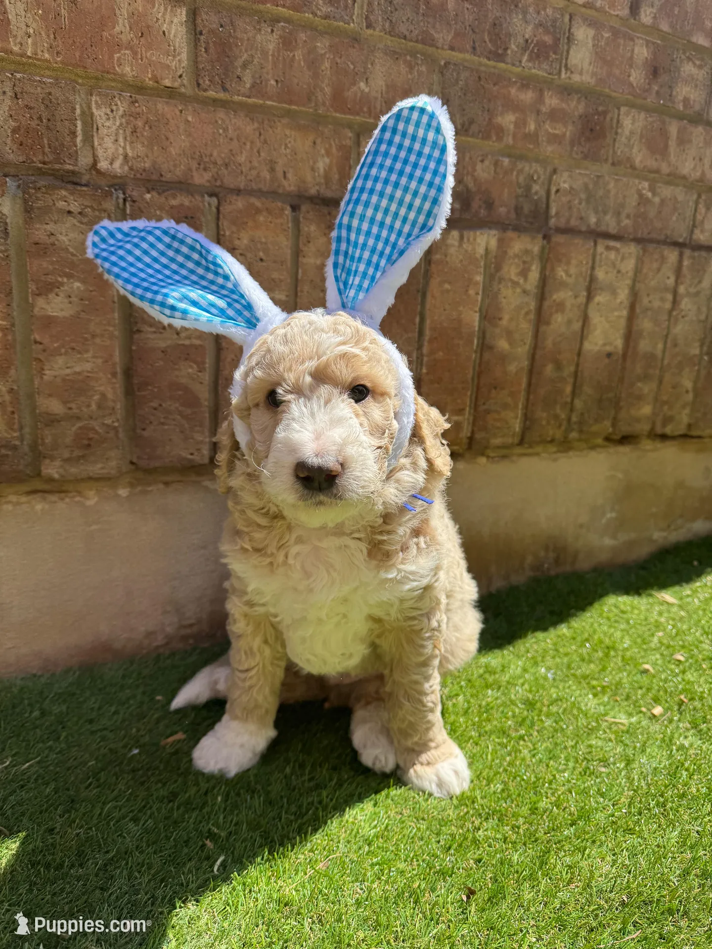 Sirus – Aussiedoodle puppy for sale in Seguin, TX