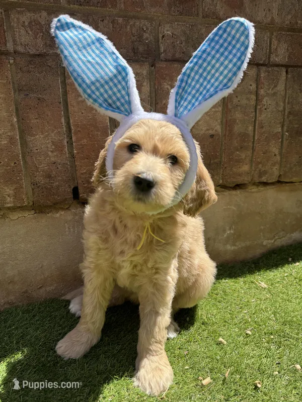 Rigel – Aussiedoodle puppy for sale in Seguin, TX