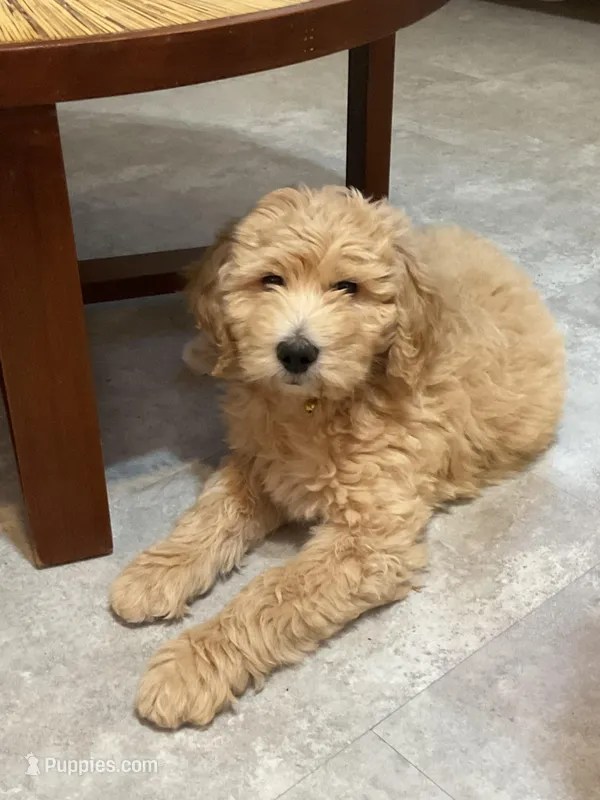 Rigel – Aussiedoodle puppy for sale in Seguin, TX
