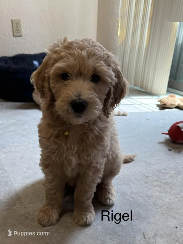 Rigel – Aussiedoodle puppy for sale in Seguin, TX