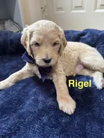 Rigel, a male Aussiedoodle for sale in Seguin, TX – Photo 1 of 2