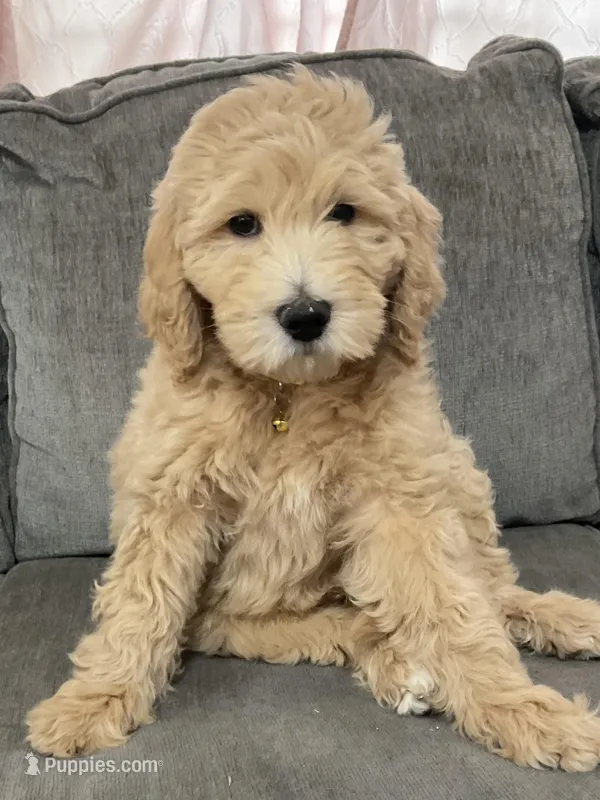 Rigel – Aussiedoodle puppy for sale in Seguin, TX