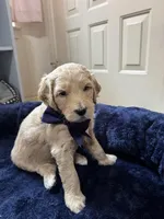 Rigel, a male Aussiedoodle for sale in Seguin, TX – Photo 2 of 2