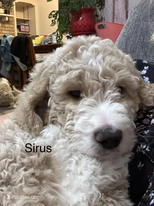 Sirus – Aussiedoodle puppy for sale in Seguin, TX