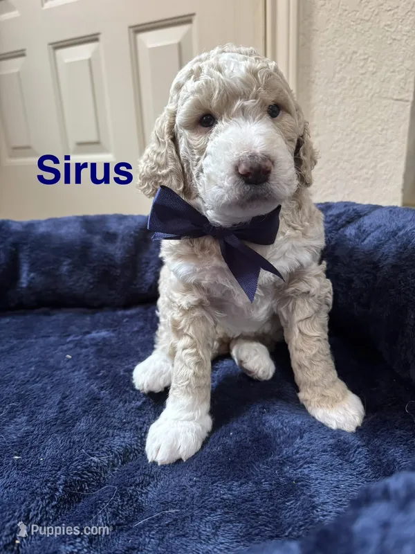 Sirus – Aussiedoodle puppy for sale in Seguin, TX