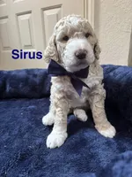 Sirus, a male Aussiedoodle for sale in Seguin, TX – Photo 1 of 2