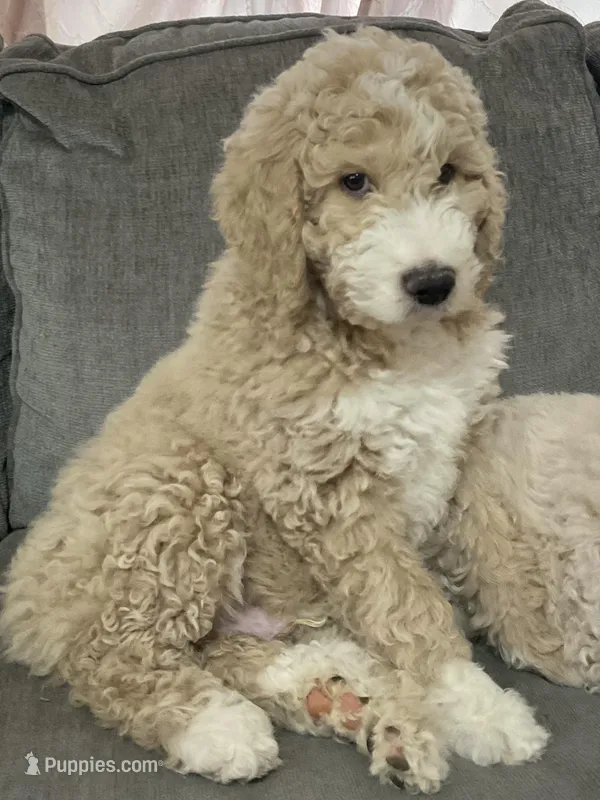 Sirus – Aussiedoodle puppy for sale in Seguin, TX