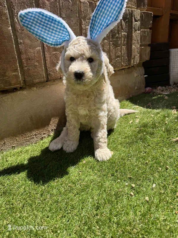 Polaris – Aussiedoodle puppy for sale in Seguin, TX