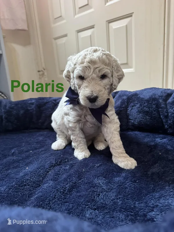 Polaris – Aussiedoodle puppy for sale in Seguin, TX