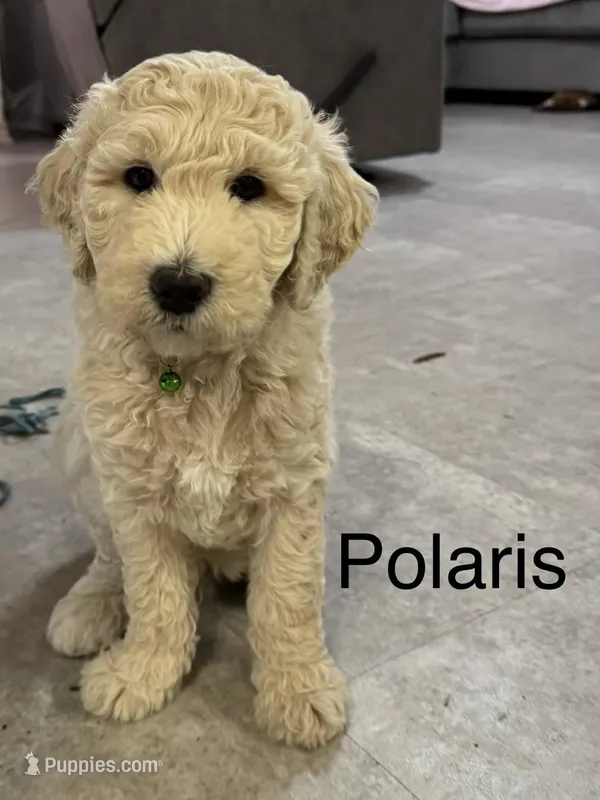 Polaris – Aussiedoodle puppy for sale in Seguin, TX