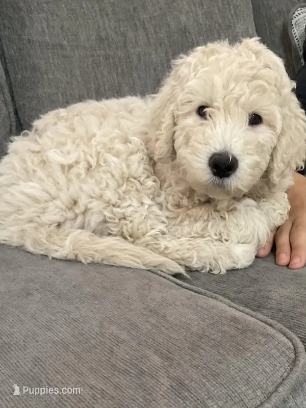 Polaris – Aussiedoodle puppy for sale in Seguin, TX