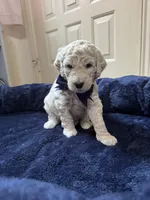 Polaris, a male Aussiedoodle for sale in Seguin, TX – Photo 2 of 2