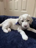 Orion, a male Aussiedoodle for sale in Seguin, TX – Photo 2 of 2