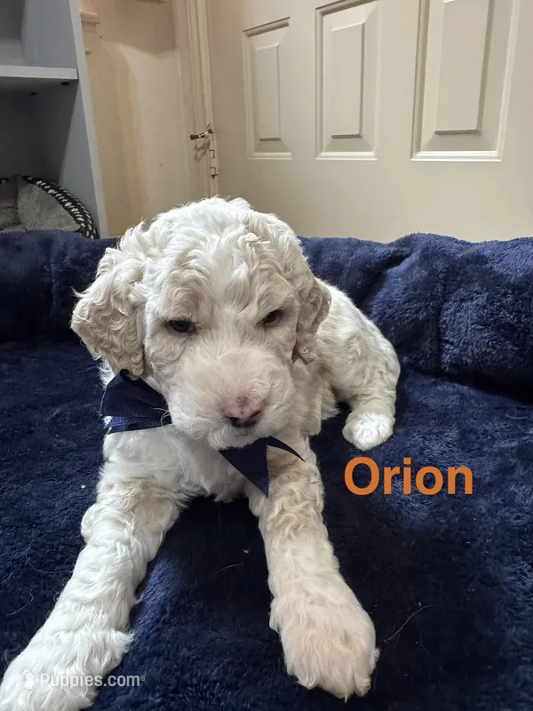 Orion – Aussiedoodle puppy for sale in Seguin, TX