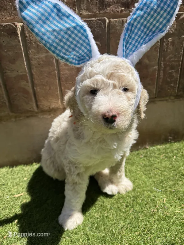 Orion – Aussiedoodle puppy for sale in Seguin, TX