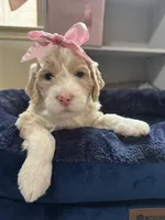 Lila, a female Aussiedoodle for sale in Seguin, TX – Photo 2 of 2