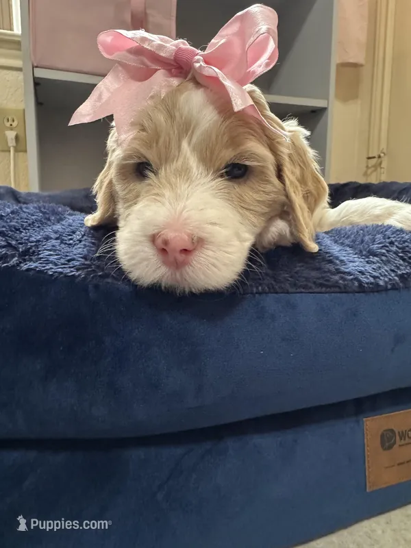 Lila – Aussiedoodle puppy on hold in Seguin, TX