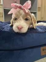 Lila, a female Aussiedoodle for sale in Seguin, TX – Photo 1 of 2