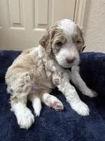 Nova, a male Aussiedoodle for sale in Seguin, TX – Photo 2 of 2