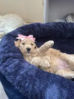 Lyra, a female Aussiedoodle for sale in Seguin, TX – Photo 3 of 3