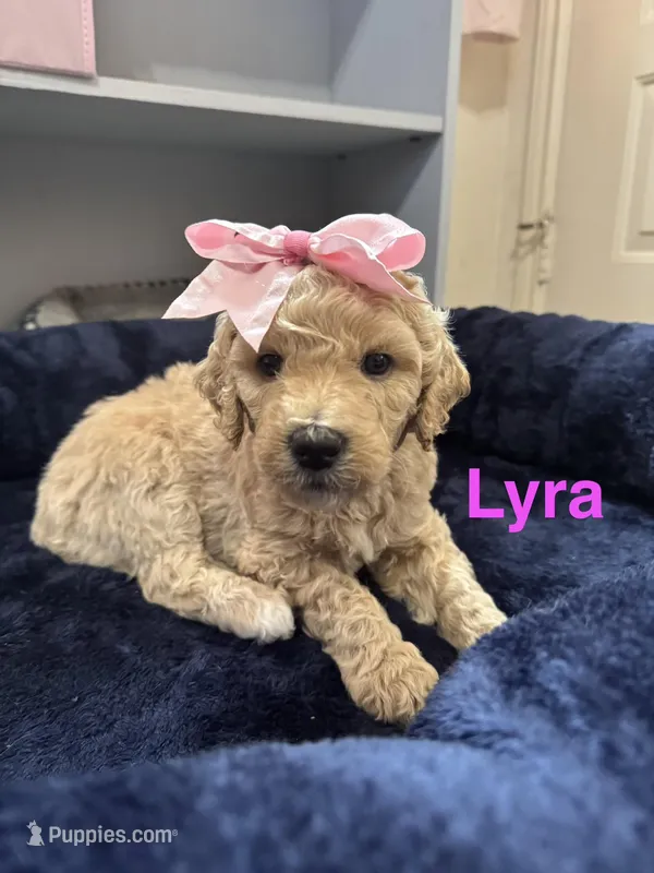 Lyra – Aussiedoodle puppy for sale in Seguin, TX