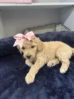 Lyra, a female Aussiedoodle for sale in Seguin, TX – Photo 2 of 3