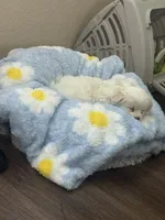 Bluey Casper, a male Maltese for sale in Killeen, TX – 3 of 4
