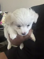 Bluey Casper, a male Maltese for sale in Killeen, TX – 2 of 4