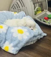 Bluey Casper, a male Maltese for sale in Killeen, TX – 4 of 4