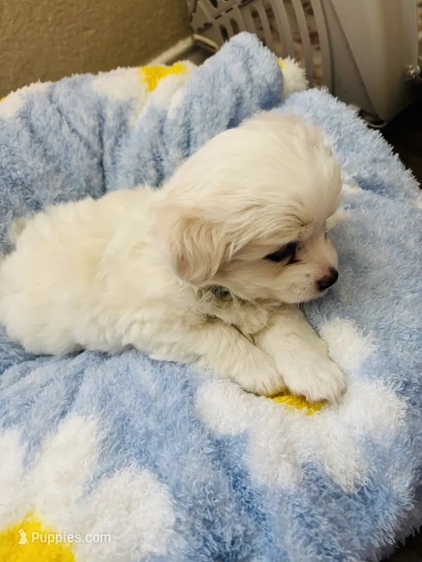 Bluey Casper – Maltese puppy for sale in Killeen, TX