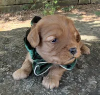 Enzo, a male Cavapoo for sale in Porter, OK – 7 of 7