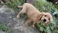 Buckshot, a male Golden Retriever for sale in Porter, OK – 4 of 4