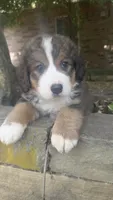 Ellie, a female Bernedoodle for sale in Porter, OK – 7 of 7