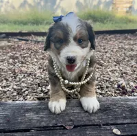 Rosie, a male Bernedoodle for sale in Porter, OK – 7 of 10