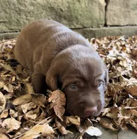 Boone , a male Labrador Retriever for sale in Porter, OK – 8 of 10