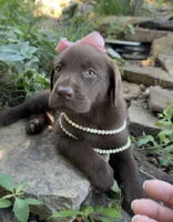 Darcy, a female Labrador Retriever for sale in Porter, OK – 2 of 6