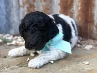 Elvis, a male Poodle - Standard  for sale in Porter, OK – 2 of 3