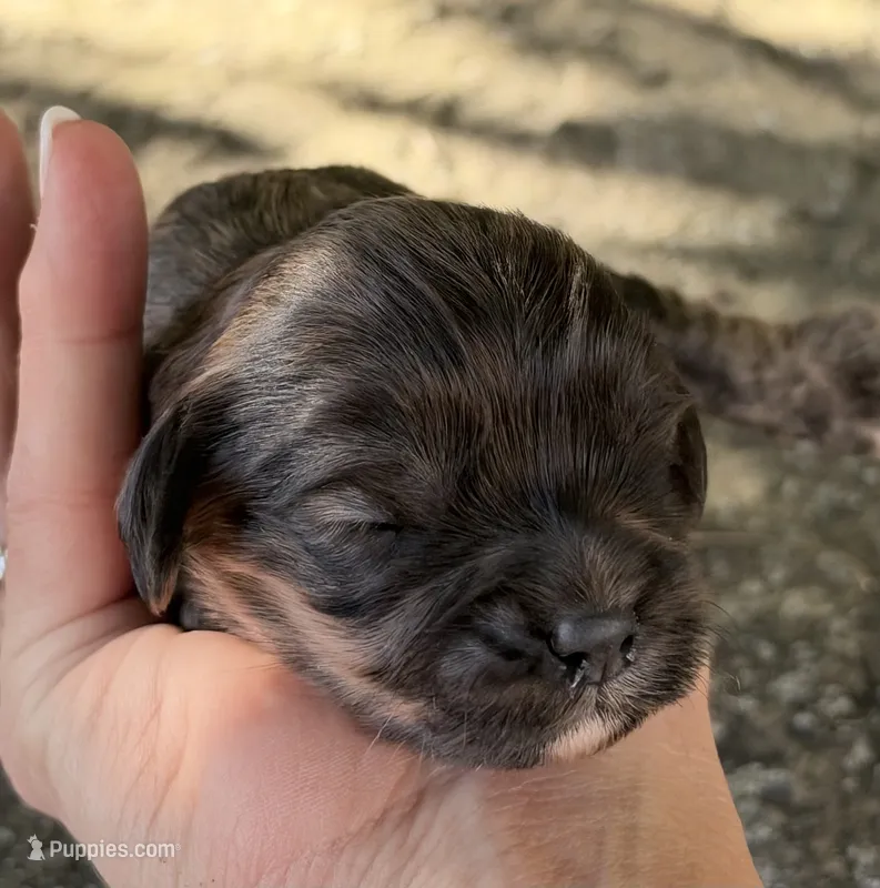 Oliver – Cavapoo puppy for sale in Porter, OK