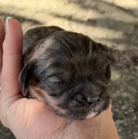 Oliver, a male Cavapoo for sale in Porter, OK – 1 of 4