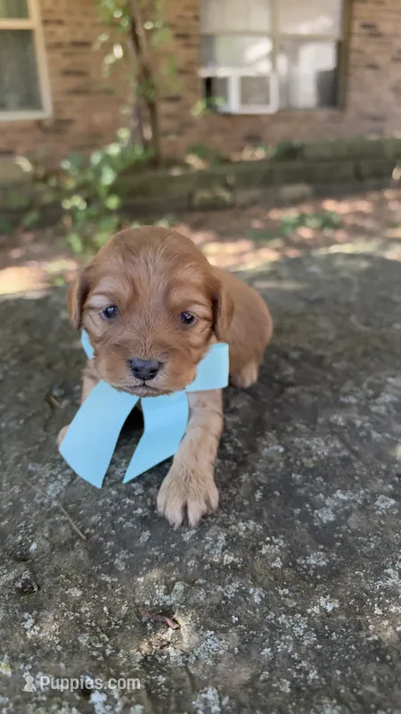 Milo – Cavapoo puppy for sale in Porter, OK