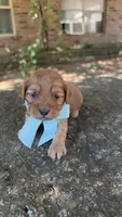 Milo, a male Cavapoo for sale in Porter, OK – 1 of 4