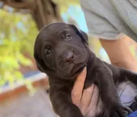 Lucy, a female Labrador Retriever for sale in Porter, OK – 2 of 9